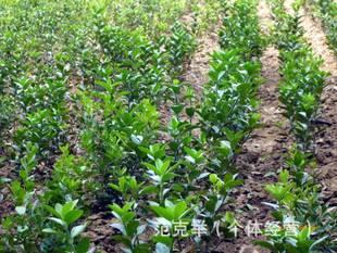 冬青爆料大结局视频,揭秘悬念背后的真相与转折